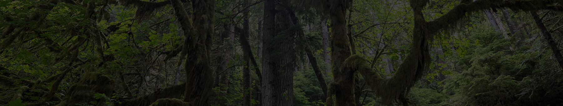 2023 Mazda CX-50 Tasting Wild – Old Growth Forest with Melissa King 2023 Mazda CX-50 Tasting Wild – Old Growth Forest with Melissa King